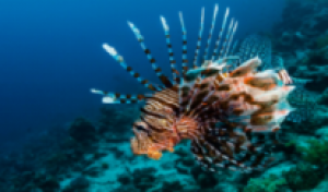 狮航蓝色妖姬·直飞5晚7天