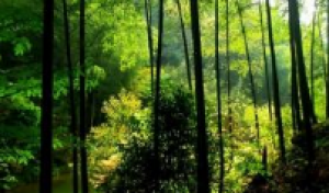 峨城竹海、洋烈水乡、文笔山、香溪洞三日游